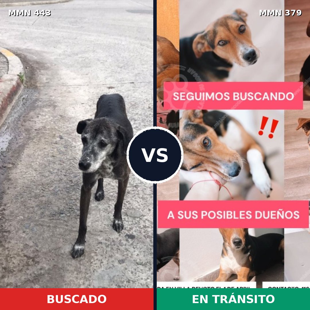 Comparativa MMS 8045: mascota perdida y mascota encontrada, 70% de similitud