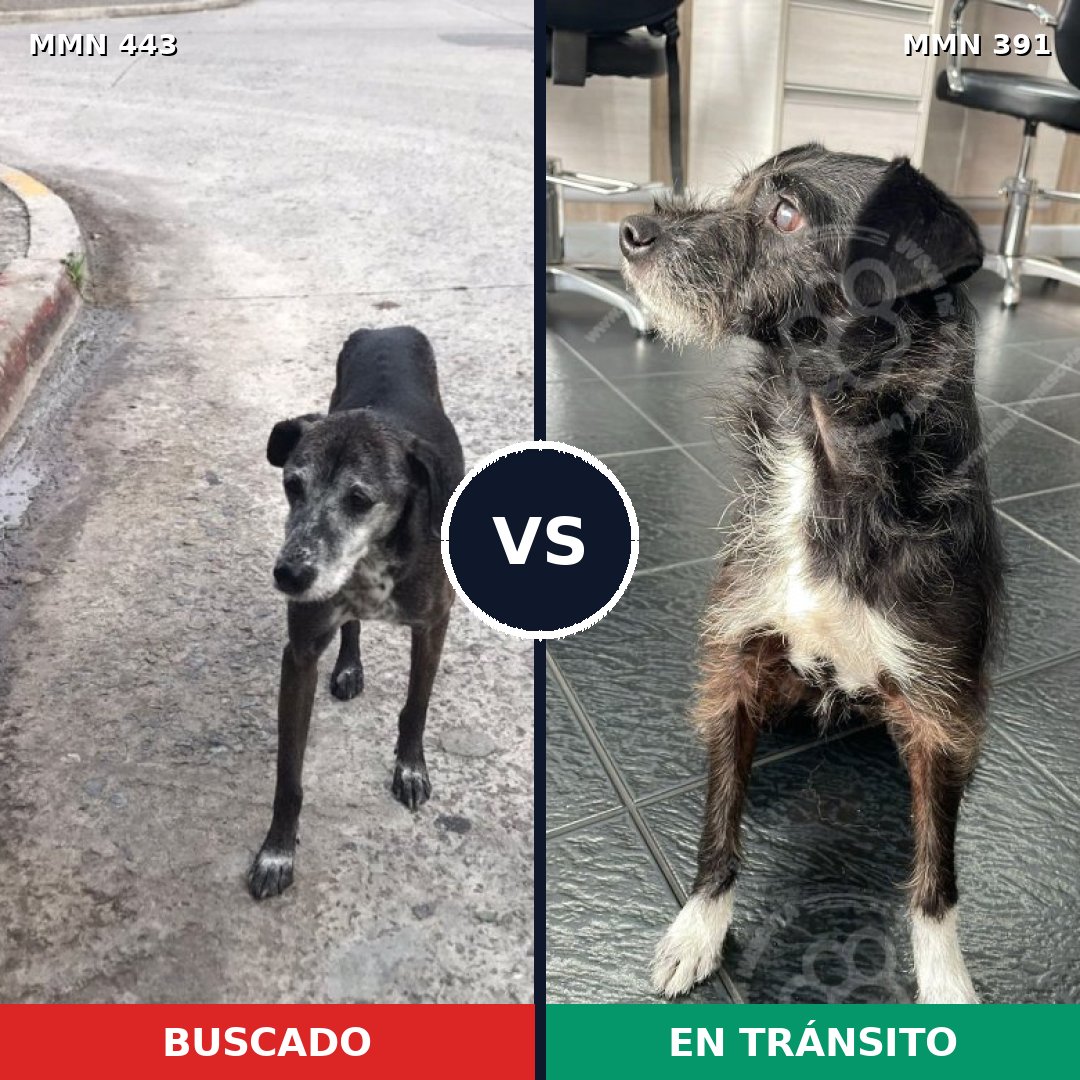 Comparativa MMS 8046: mascota perdida y mascota encontrada, 90% de similitud