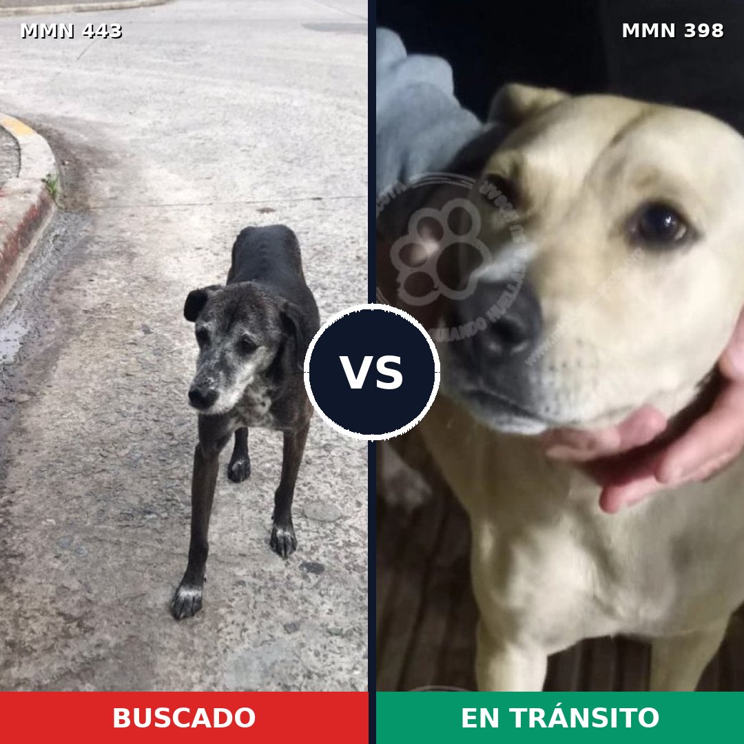 Comparativa MMS 8047: mascota perdida y mascota encontrada, 62% de similitud