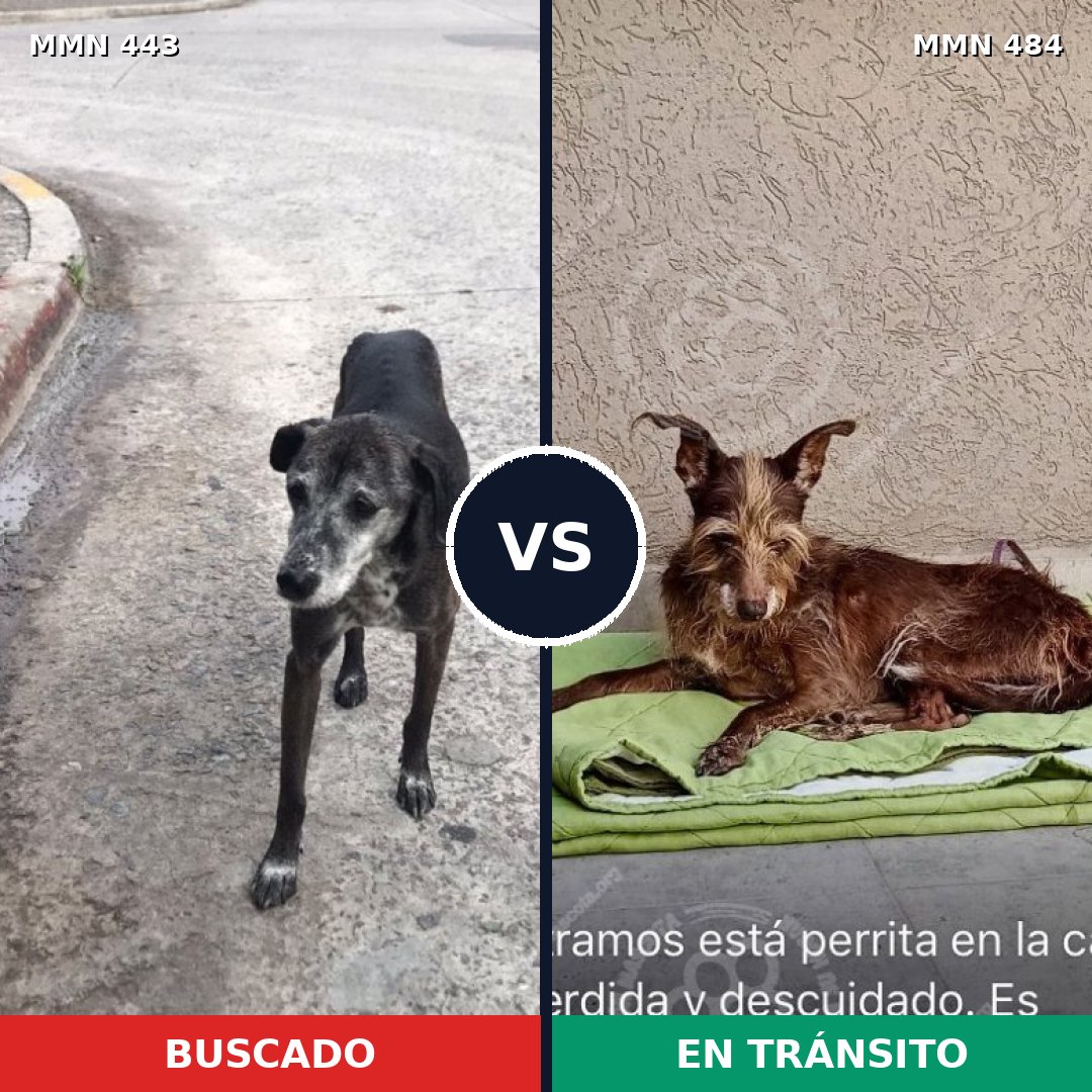 Comparativa MMS 8049: mascota perdida y mascota encontrada, 66% de similitud