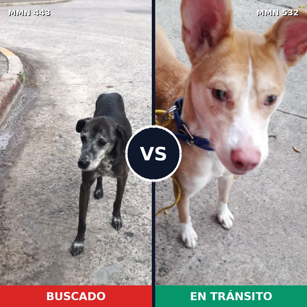 Comparativa MMS 8052: mascota perdida y mascota encontrada, 62% de similitud