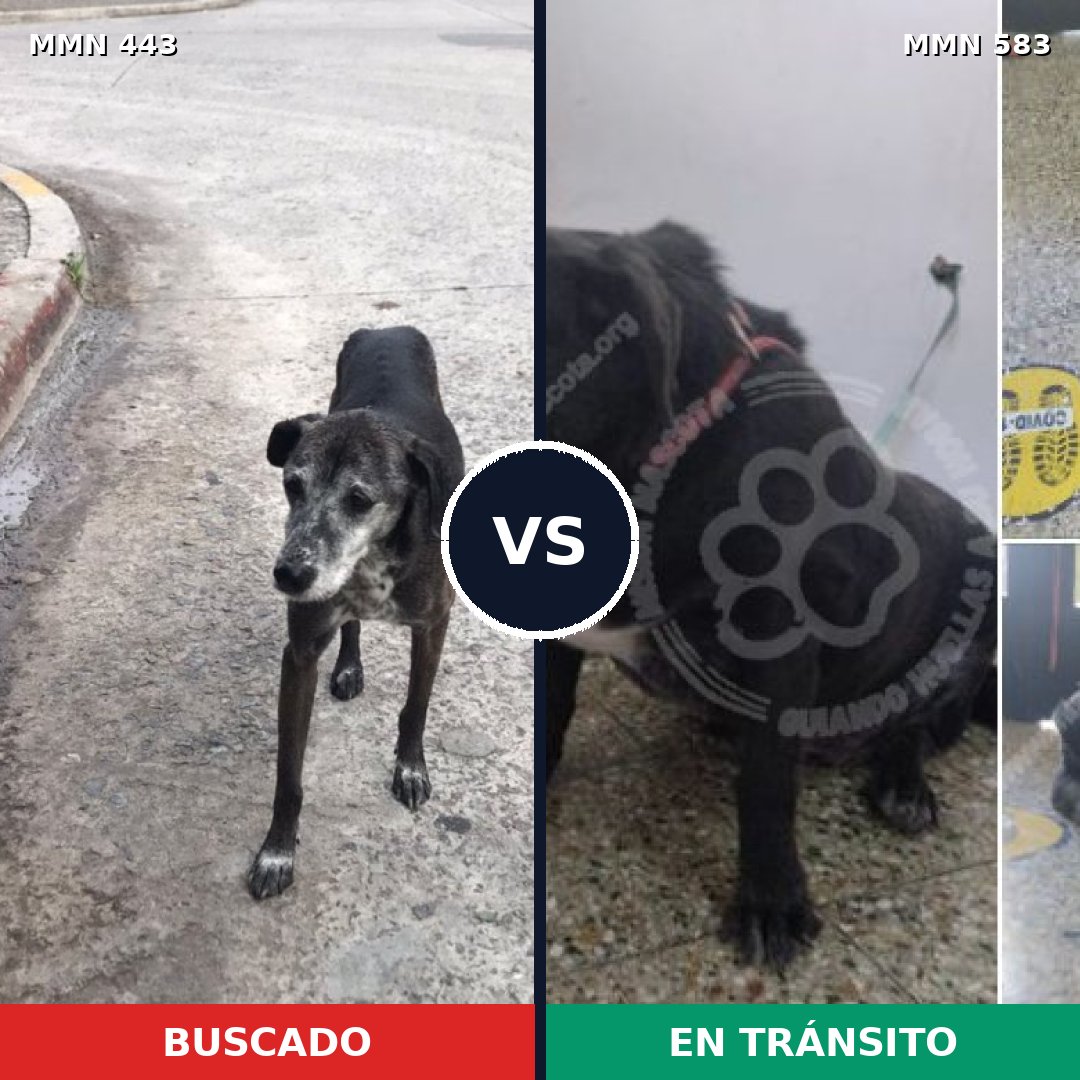 Comparativa MMS 8053: mascota perdida y mascota encontrada, 96% de similitud