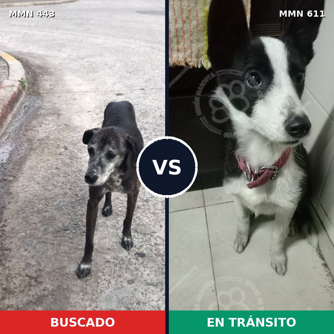 Comparativa MMS 8055: mascota perdida y mascota encontrada, 90% de similitud