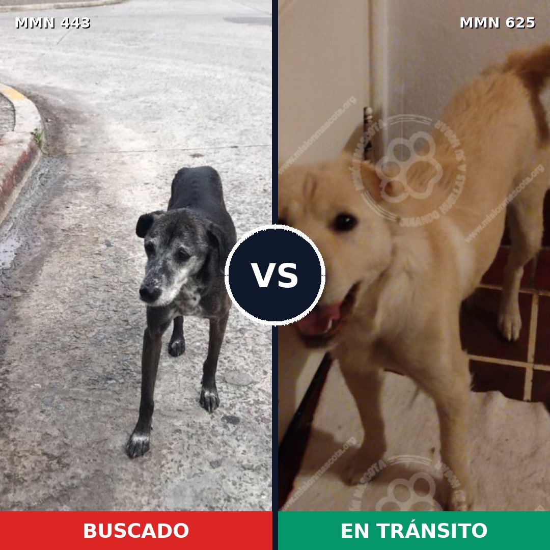 Comparativa MMS 8056: mascota perdida y mascota encontrada, 57% de similitud