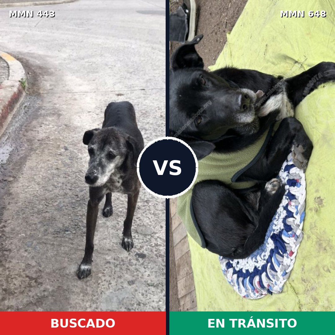 Comparativa MMS 8057: mascota perdida y mascota encontrada, 95% de similitud