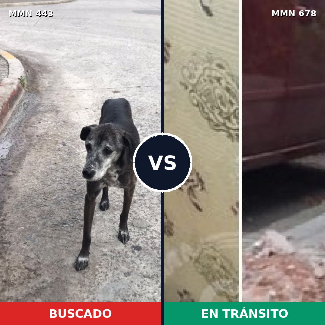Comparativa MMS 8058: mascota perdida y mascota encontrada, 76% de similitud