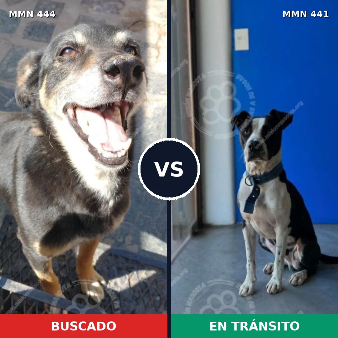 Comparativa MMS 8060: mascota perdida y mascota encontrada, 82% de similitud