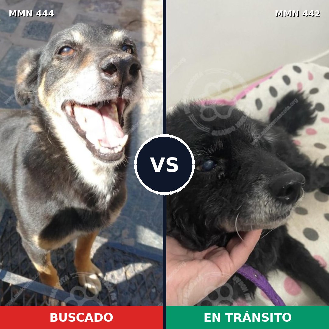 Comparativa MMS 8061: mascota perdida y mascota encontrada, 66% de similitud