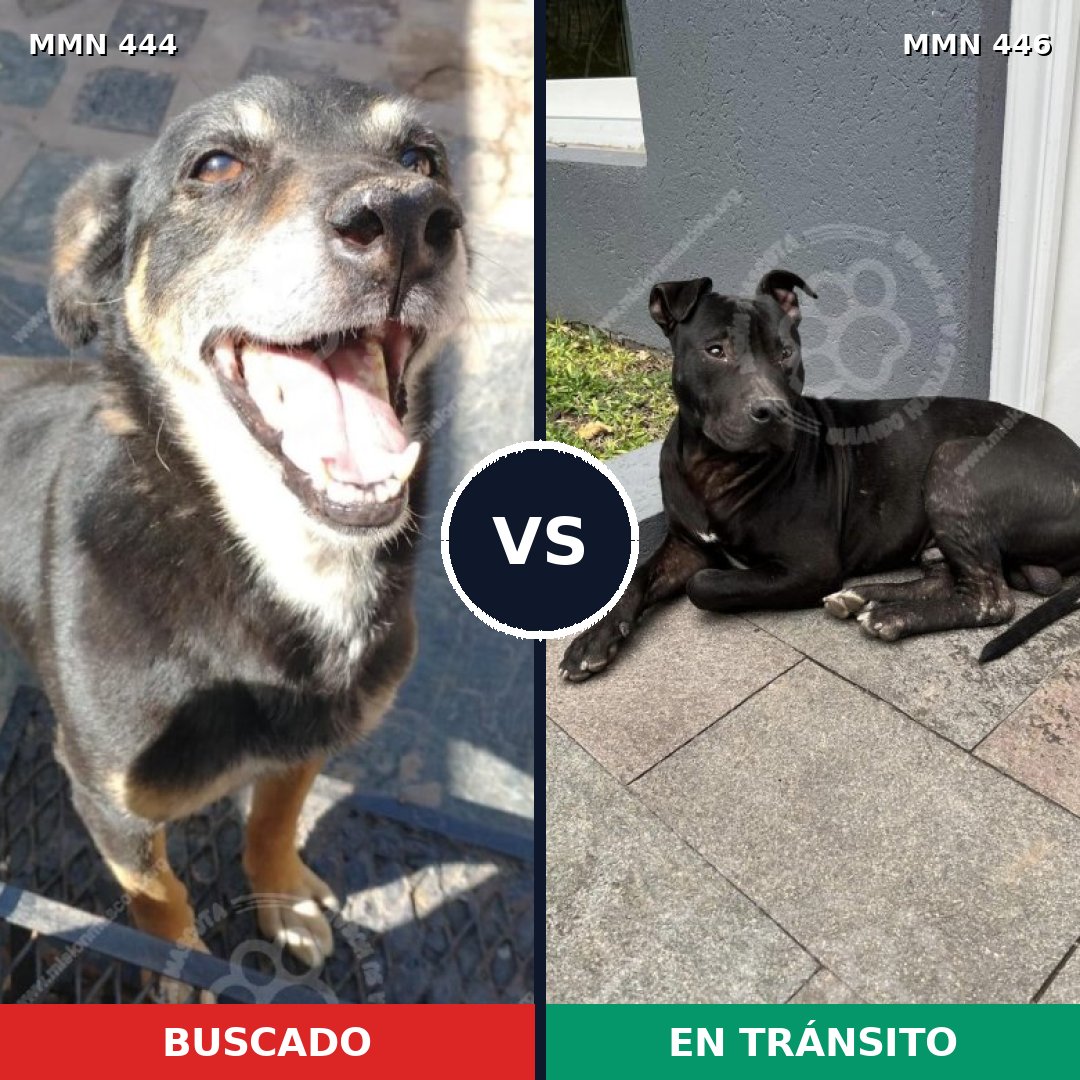 Comparativa MMS 8062: mascota perdida y mascota encontrada, 69% de similitud
