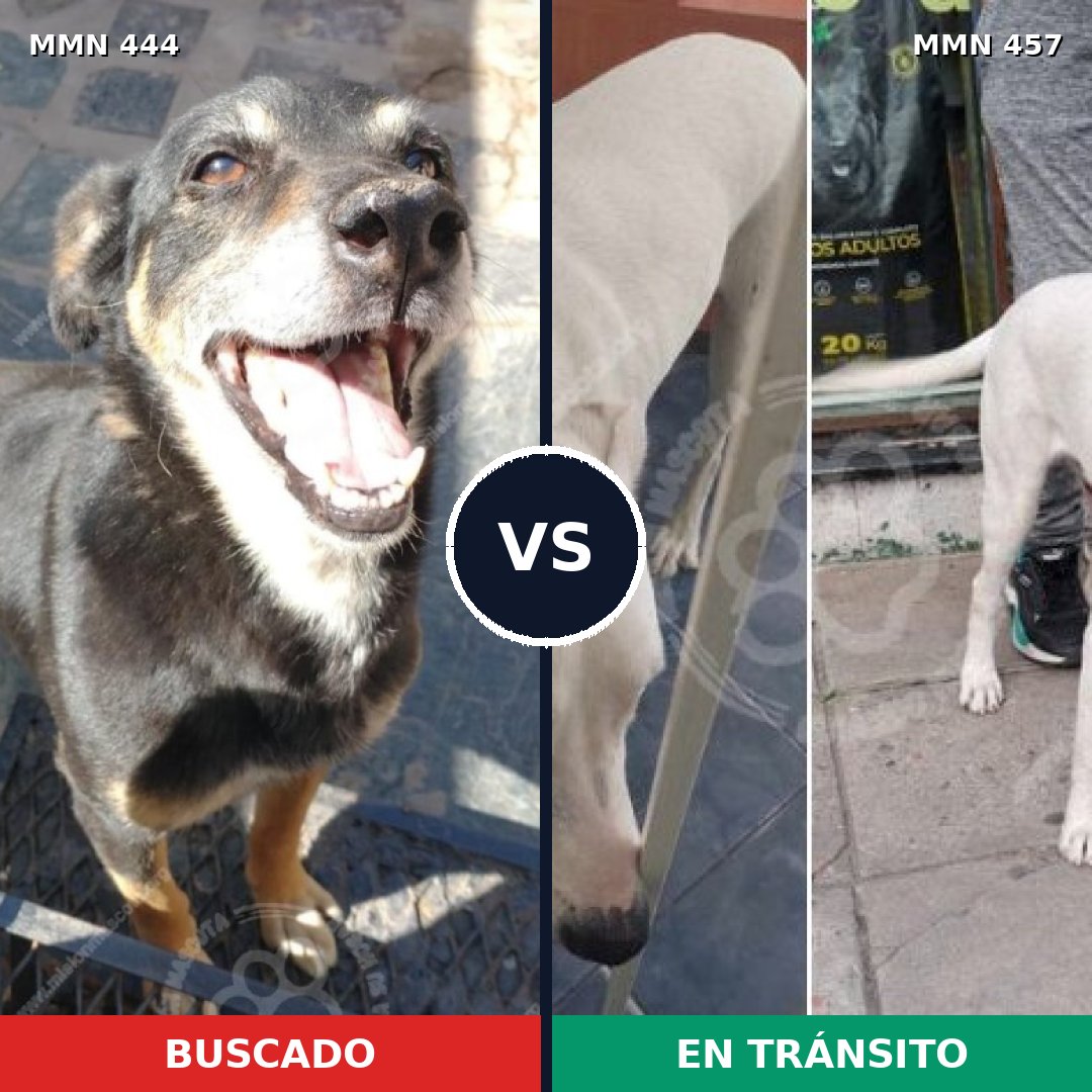 Comparativa MMS 8063: mascota perdida y mascota encontrada, 62% de similitud