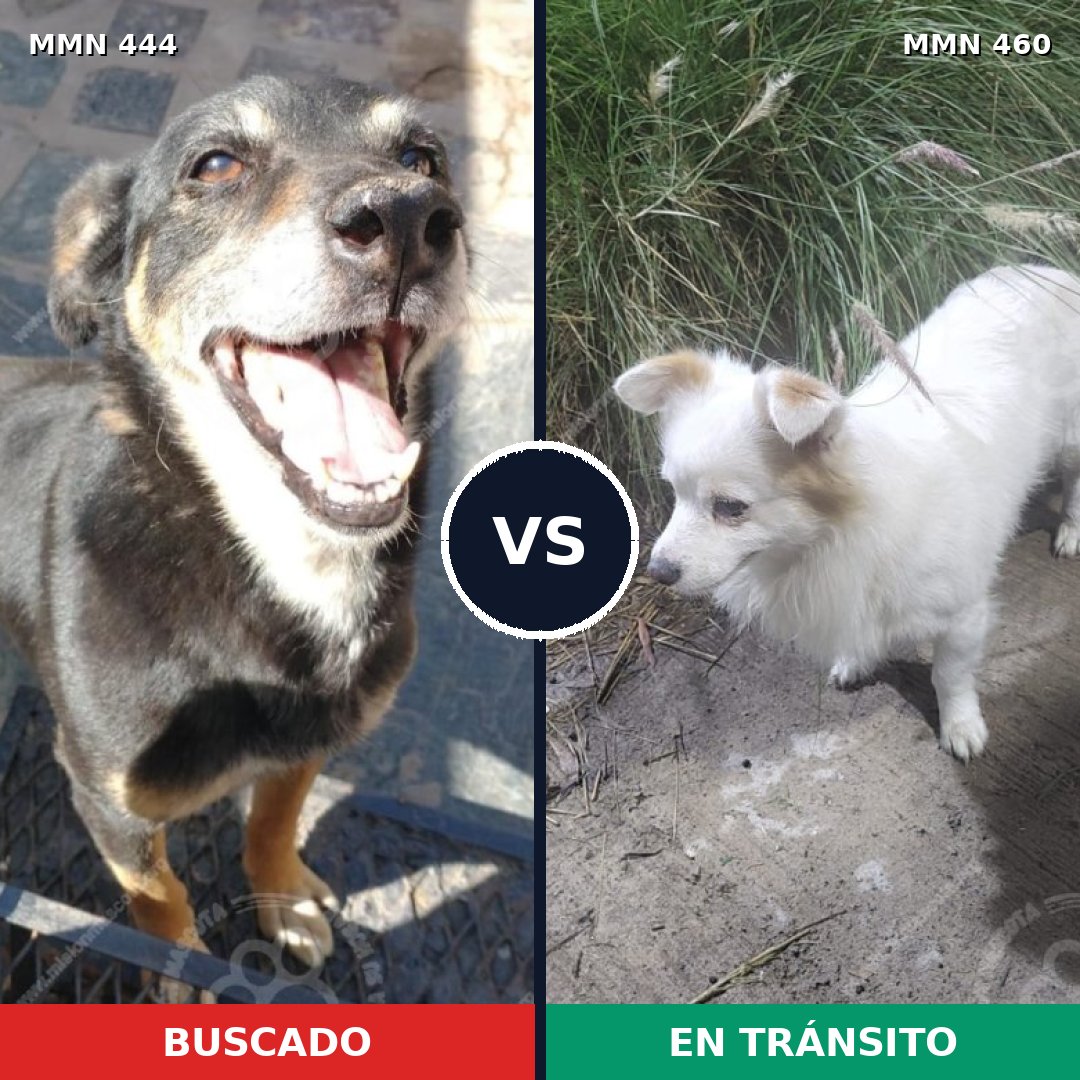 Comparativa MMS 8064: mascota perdida y mascota encontrada, 62% de similitud