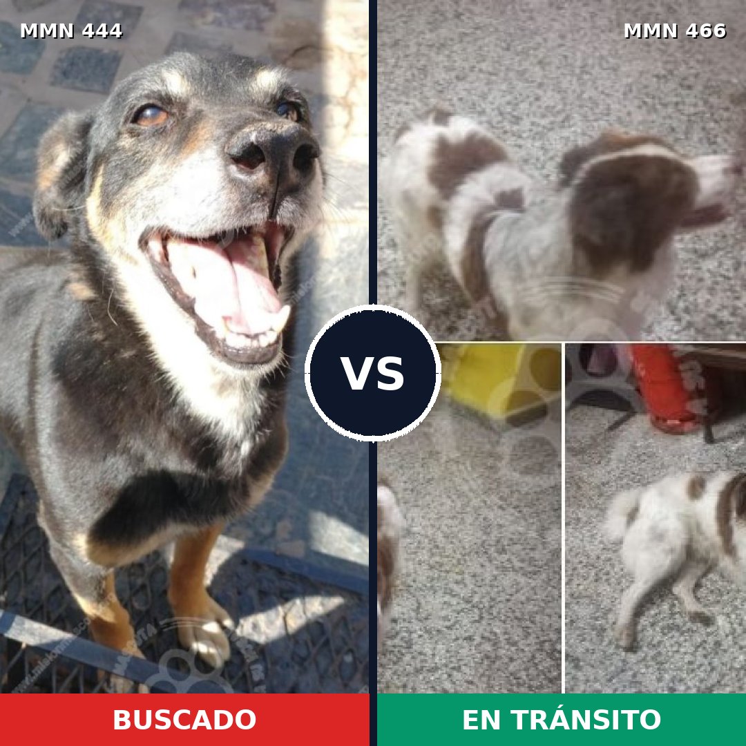 Comparativa MMS 8065: mascota perdida y mascota encontrada, 67% de similitud