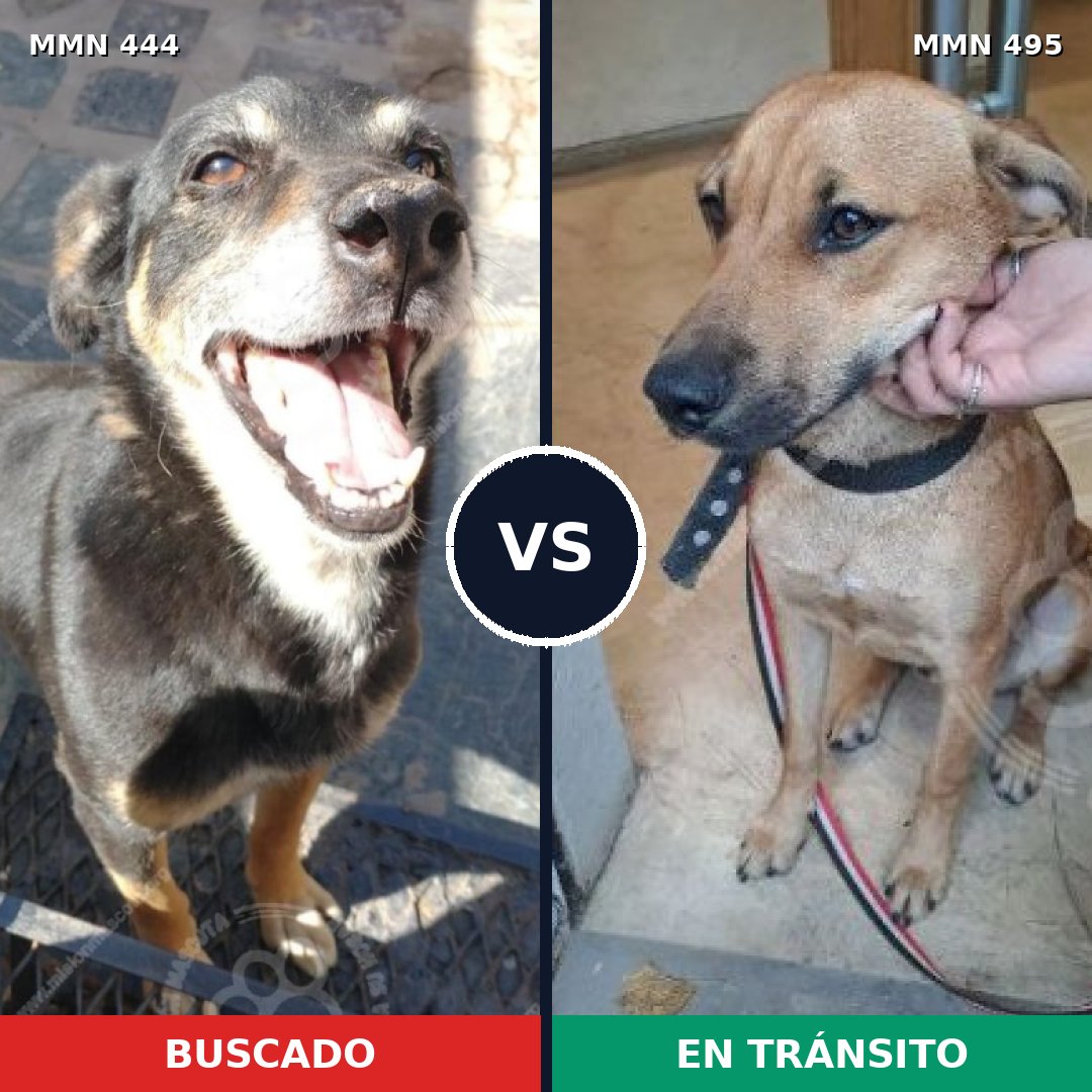 Comparativa MMS 8066: mascota perdida y mascota encontrada, 67% de similitud