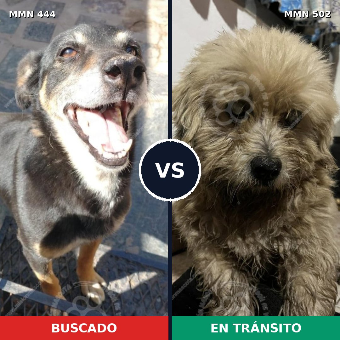 Comparativa MMS 8067: mascota perdida y mascota encontrada, 55% de similitud