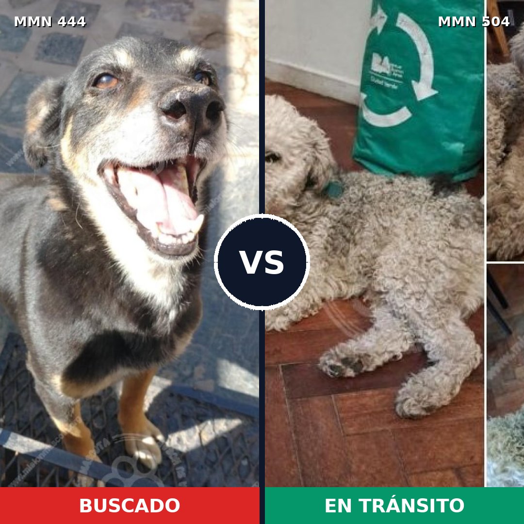 Comparativa MMS 8068: mascota perdida y mascota encontrada, 36% de similitud