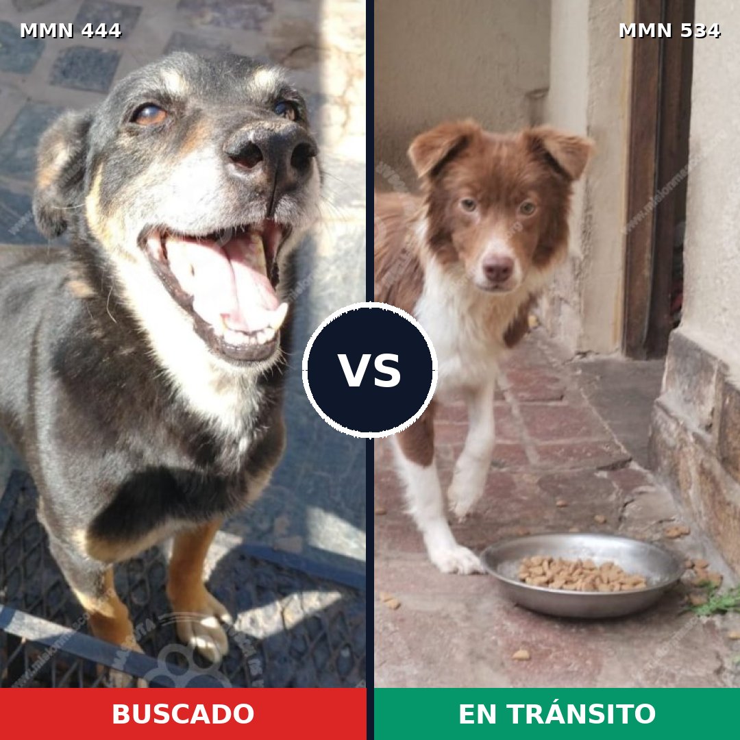 Comparativa MMS 8070: mascota perdida y mascota encontrada, 66% de similitud