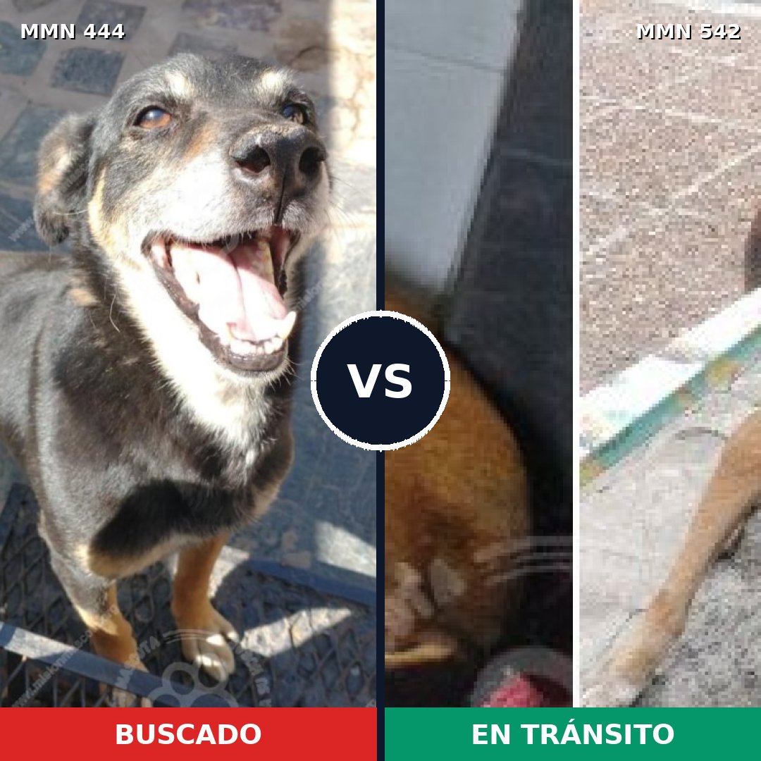 Comparativa MMS 8071: mascota perdida y mascota encontrada, 76% de similitud