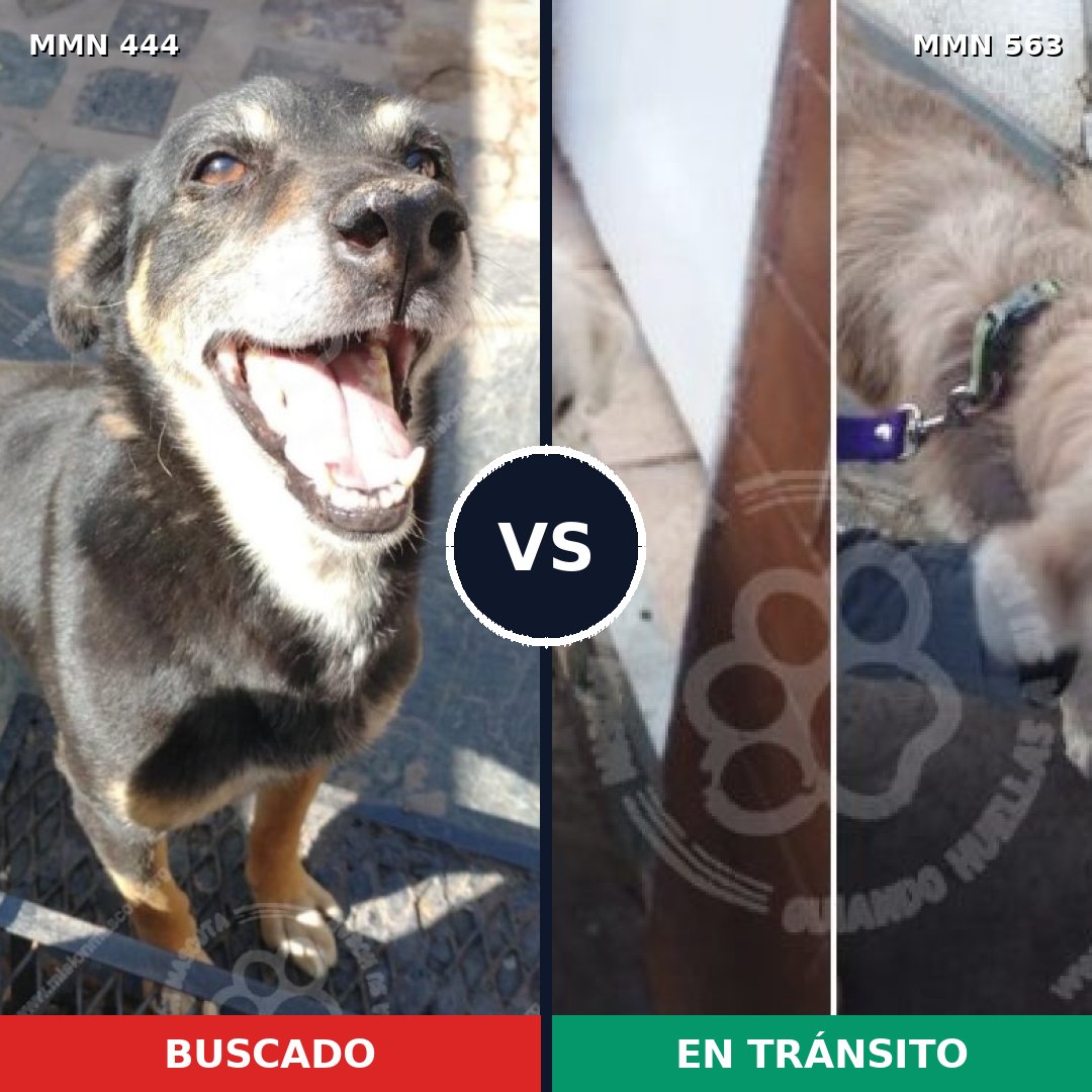 Comparativa MMS 8073: mascota perdida y mascota encontrada, 39% de similitud