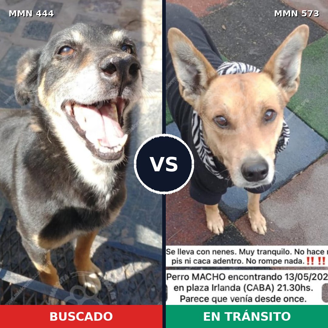 Comparativa MMS 8074: mascota perdida y mascota encontrada, 68% de similitud