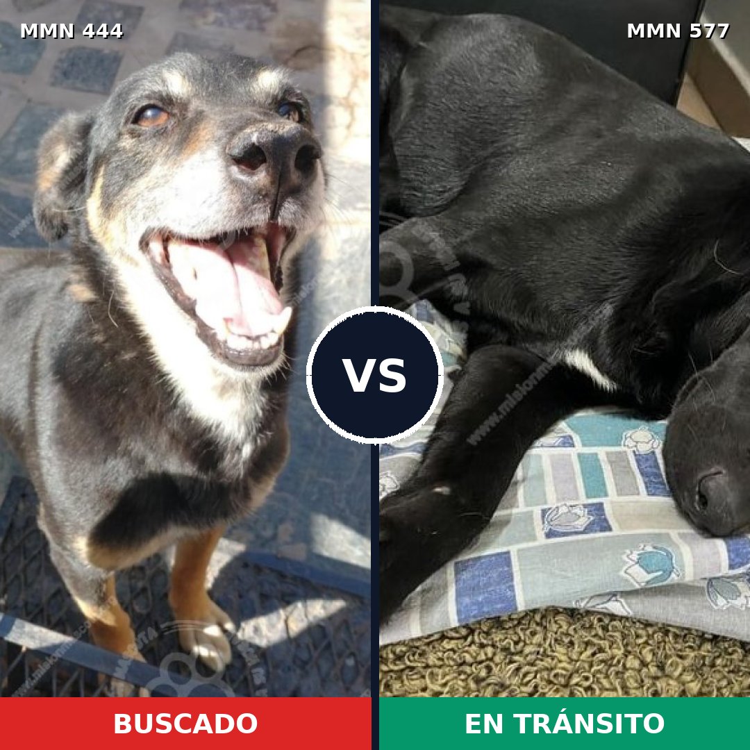Comparativa MMS 8075: mascota perdida y mascota encontrada, 67% de similitud