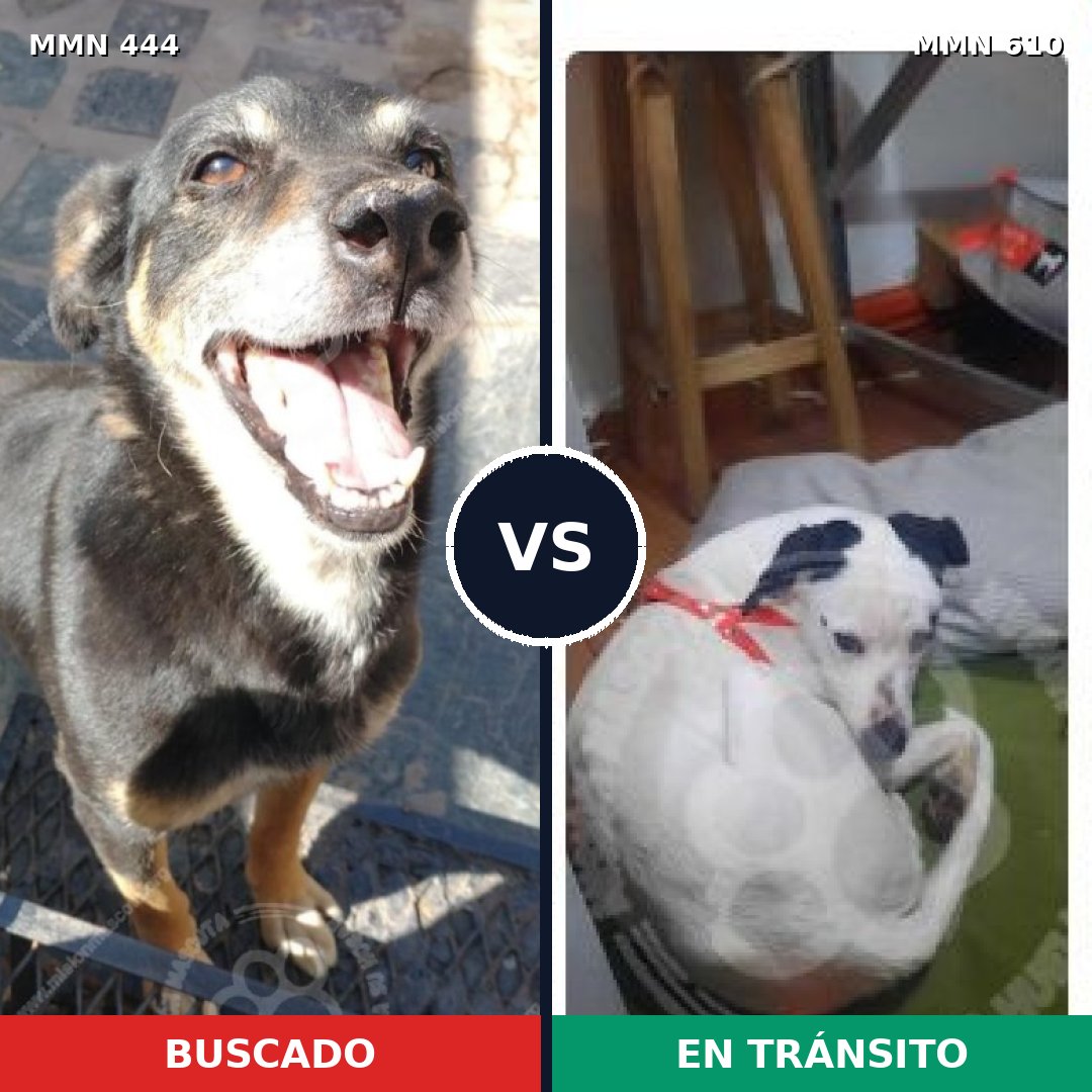 Comparativa MMS 8078: mascota perdida y mascota encontrada, 69% de similitud