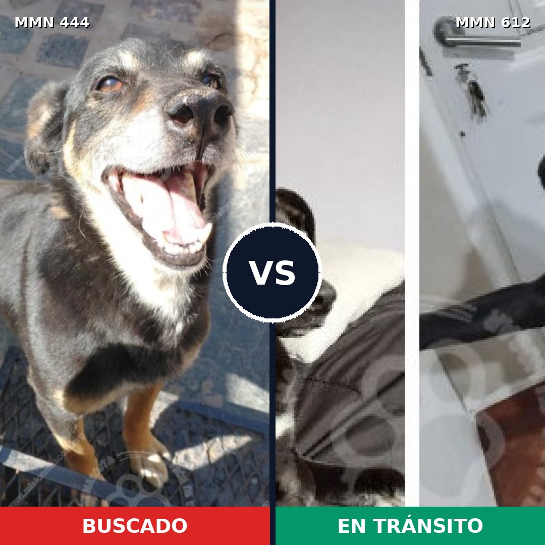 Comparativa MMS 8079: mascota perdida y mascota encontrada, 67% de similitud