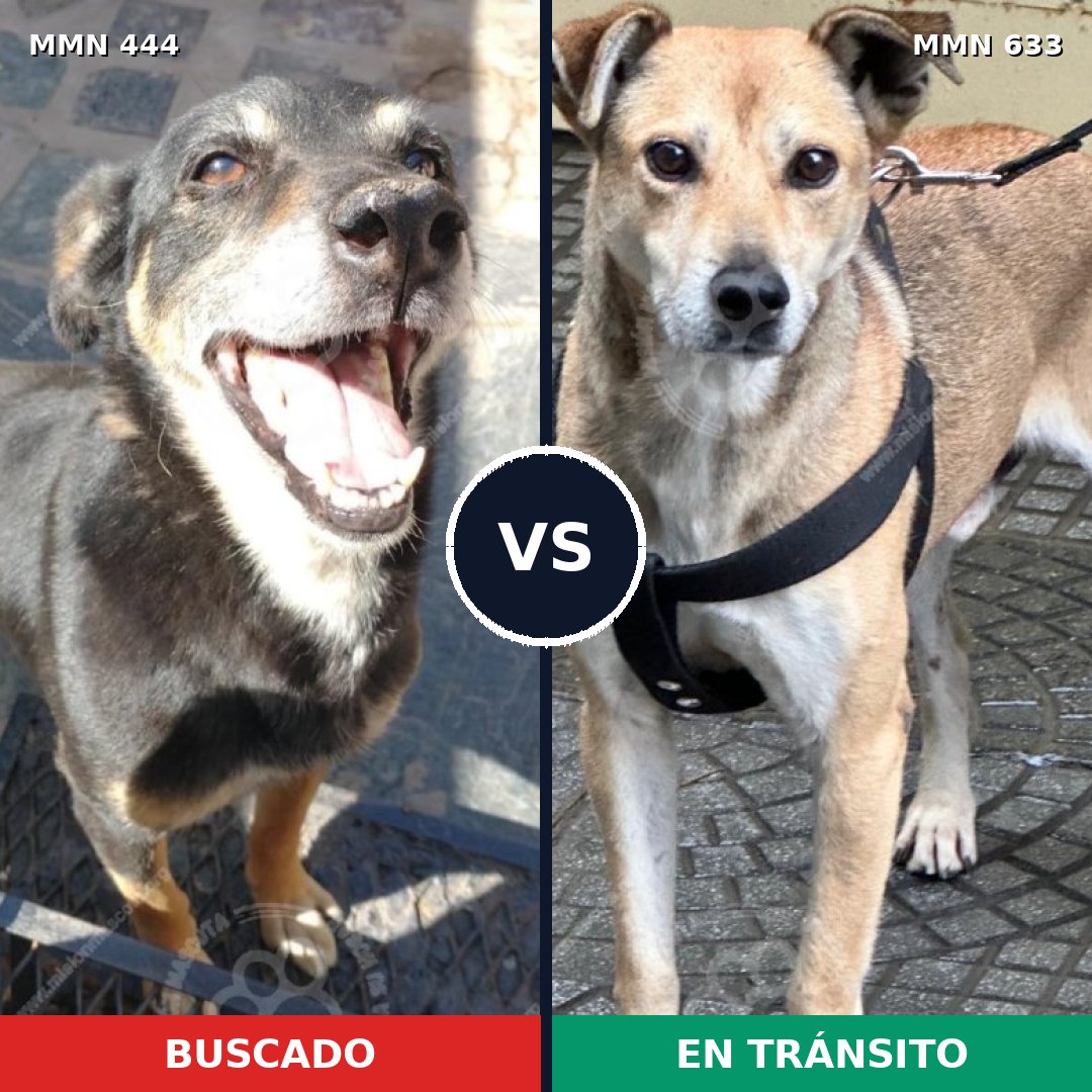 Comparativa MMS 8080: mascota perdida y mascota encontrada, 71% de similitud