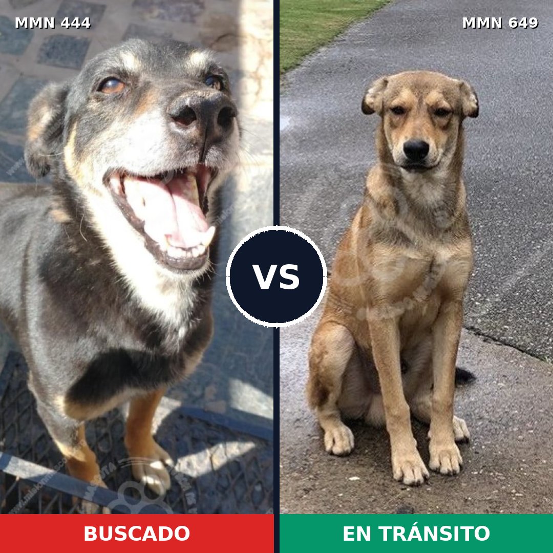 Comparativa MMS 8082: mascota perdida y mascota encontrada, 47% de similitud