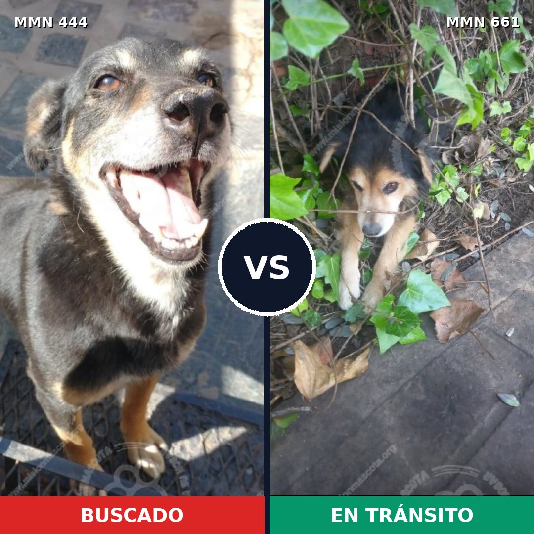 Comparativa MMS 8083: mascota perdida y mascota encontrada, 38% de similitud