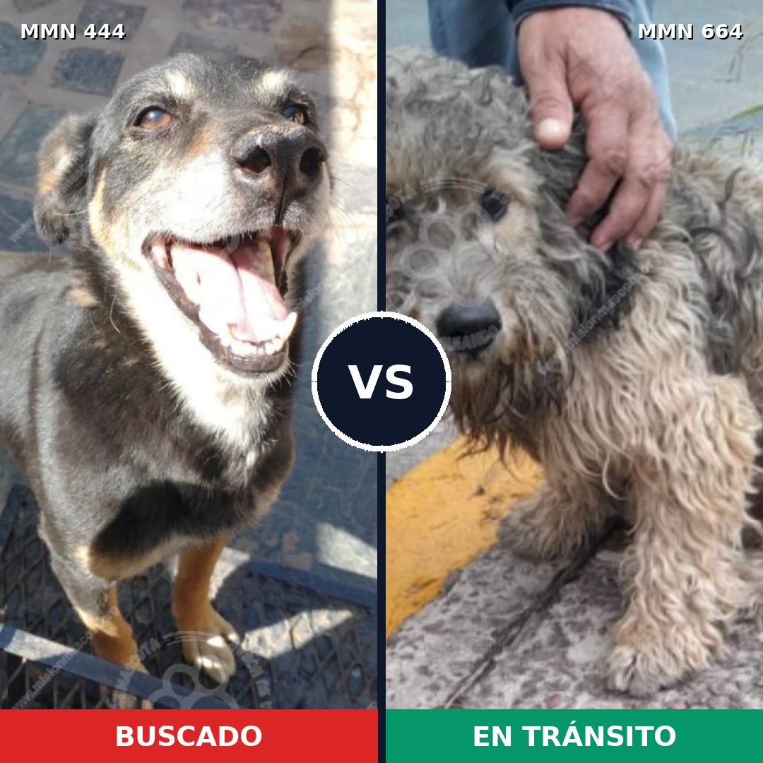 Comparativa MMS 8084: mascota perdida y mascota encontrada, 67% de similitud