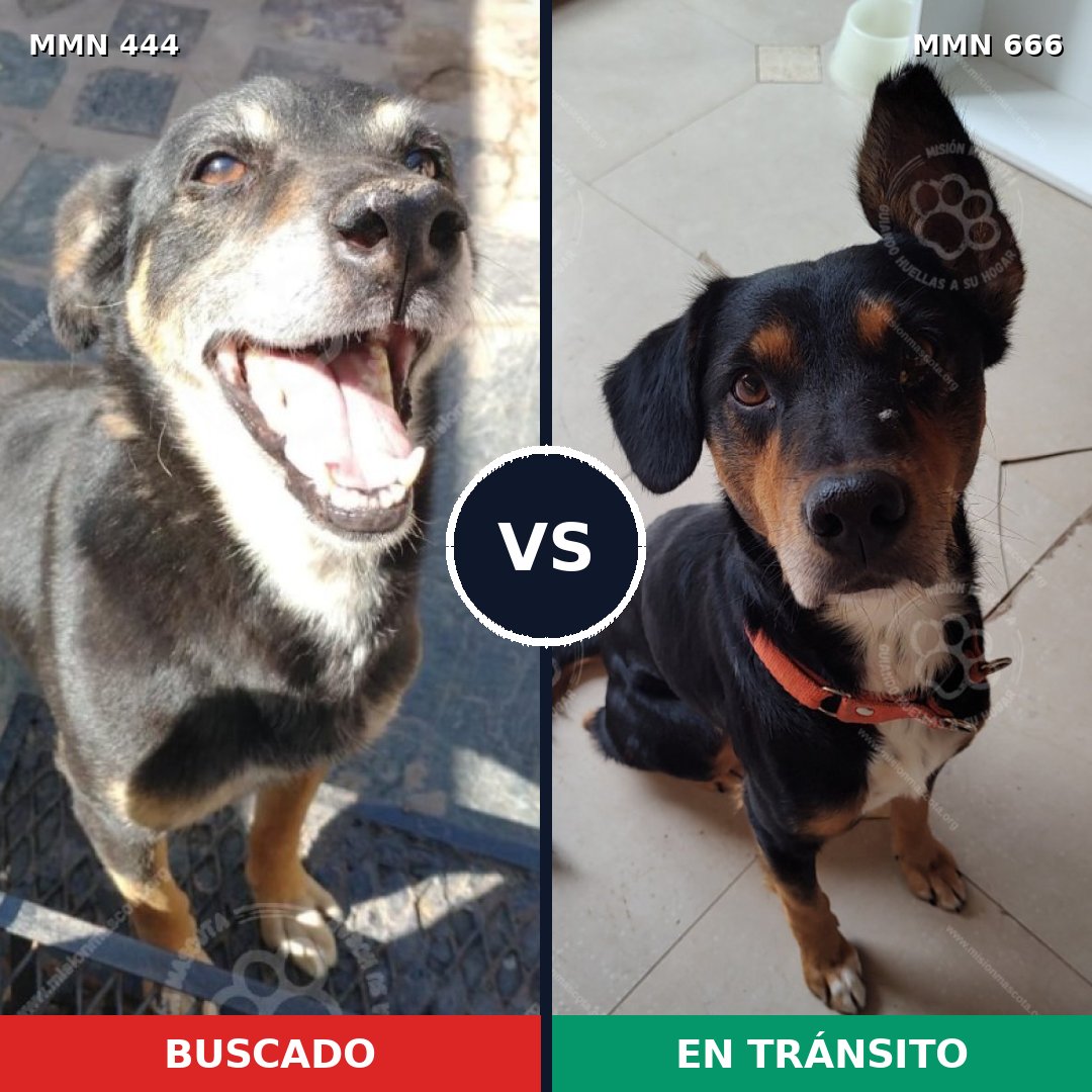 Comparativa MMS 8085: mascota perdida y mascota encontrada, 40% de similitud