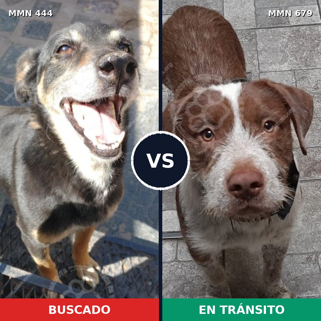 Comparativa MMS 8086: mascota perdida y mascota encontrada, 76% de similitud