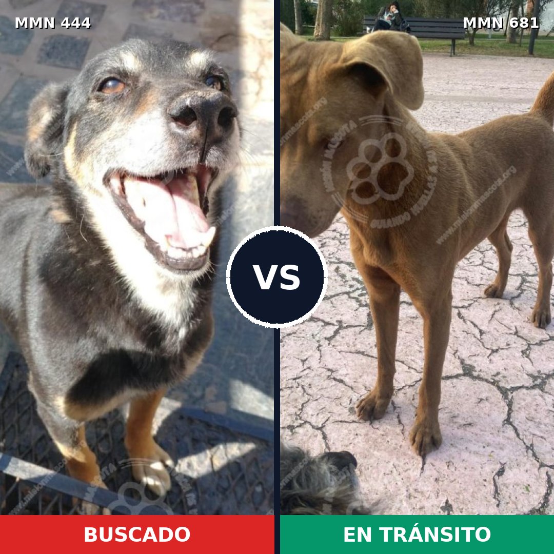 Comparativa MMS 8088: mascota perdida y mascota encontrada, 49% de similitud