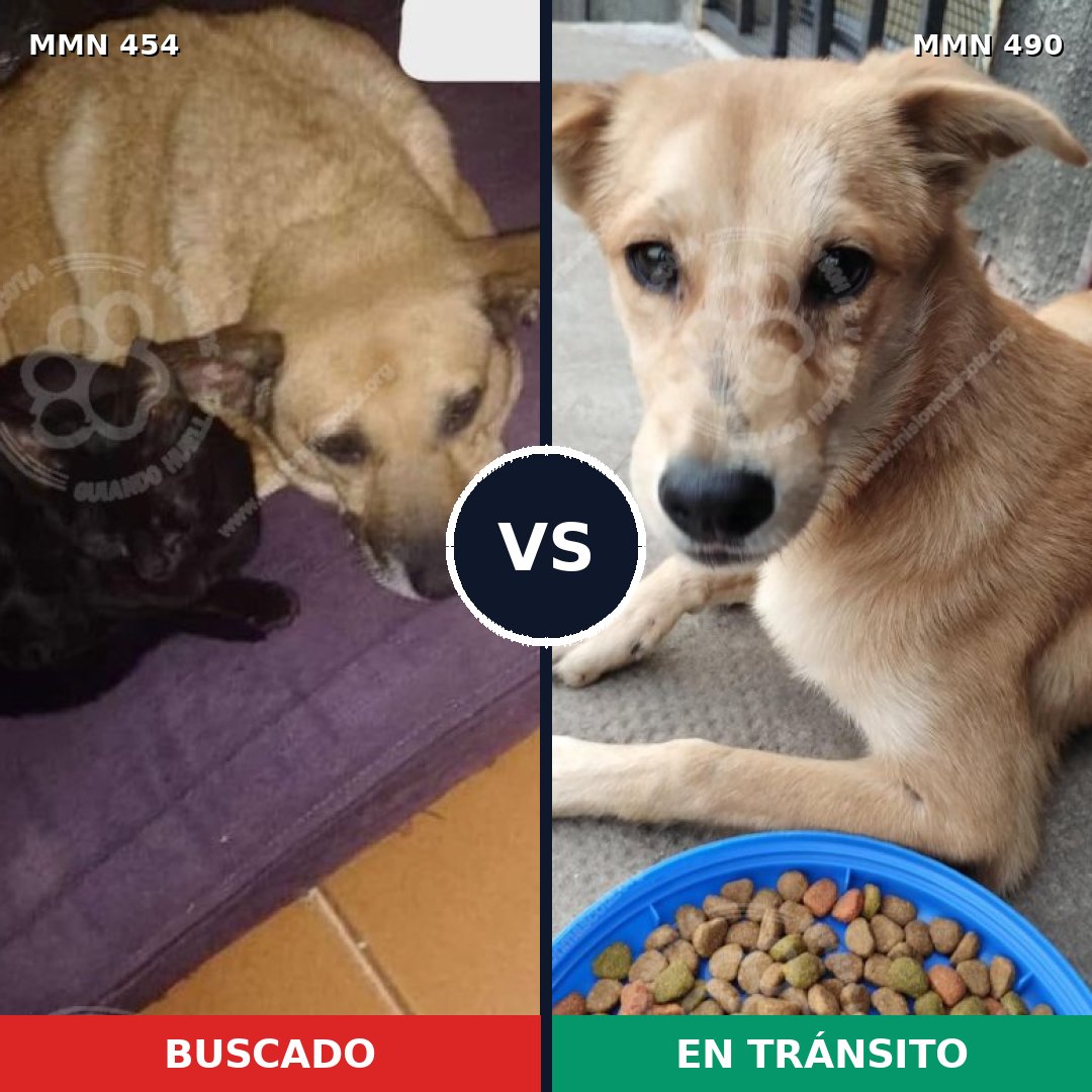 Comparativa MMS 8092: mascota perdida y mascota encontrada, 43% de similitud