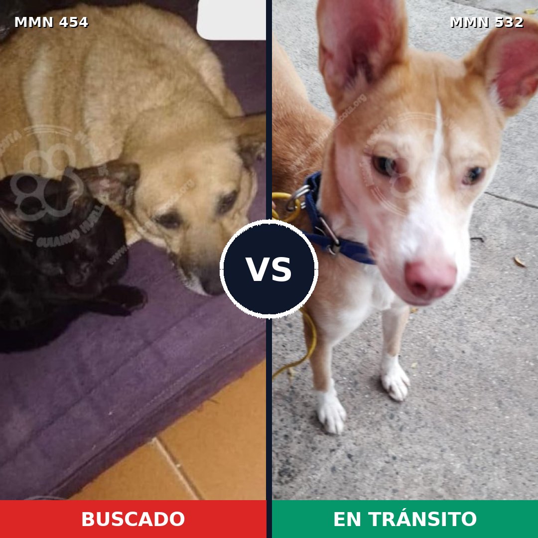 Comparativa MMS 8093: mascota perdida y mascota encontrada, 62% de similitud