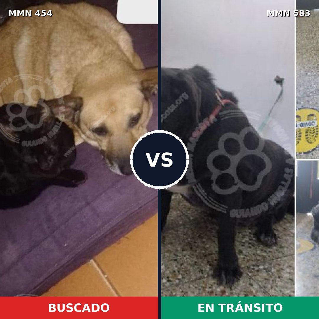 Comparativa MMS 8094: mascota perdida y mascota encontrada, 59% de similitud