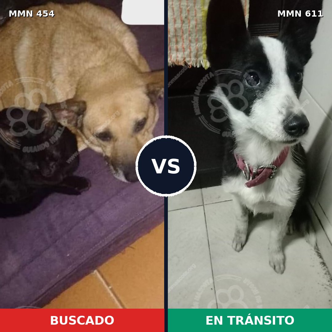 Comparativa MMS 8096: mascota perdida y mascota encontrada, 57% de similitud
