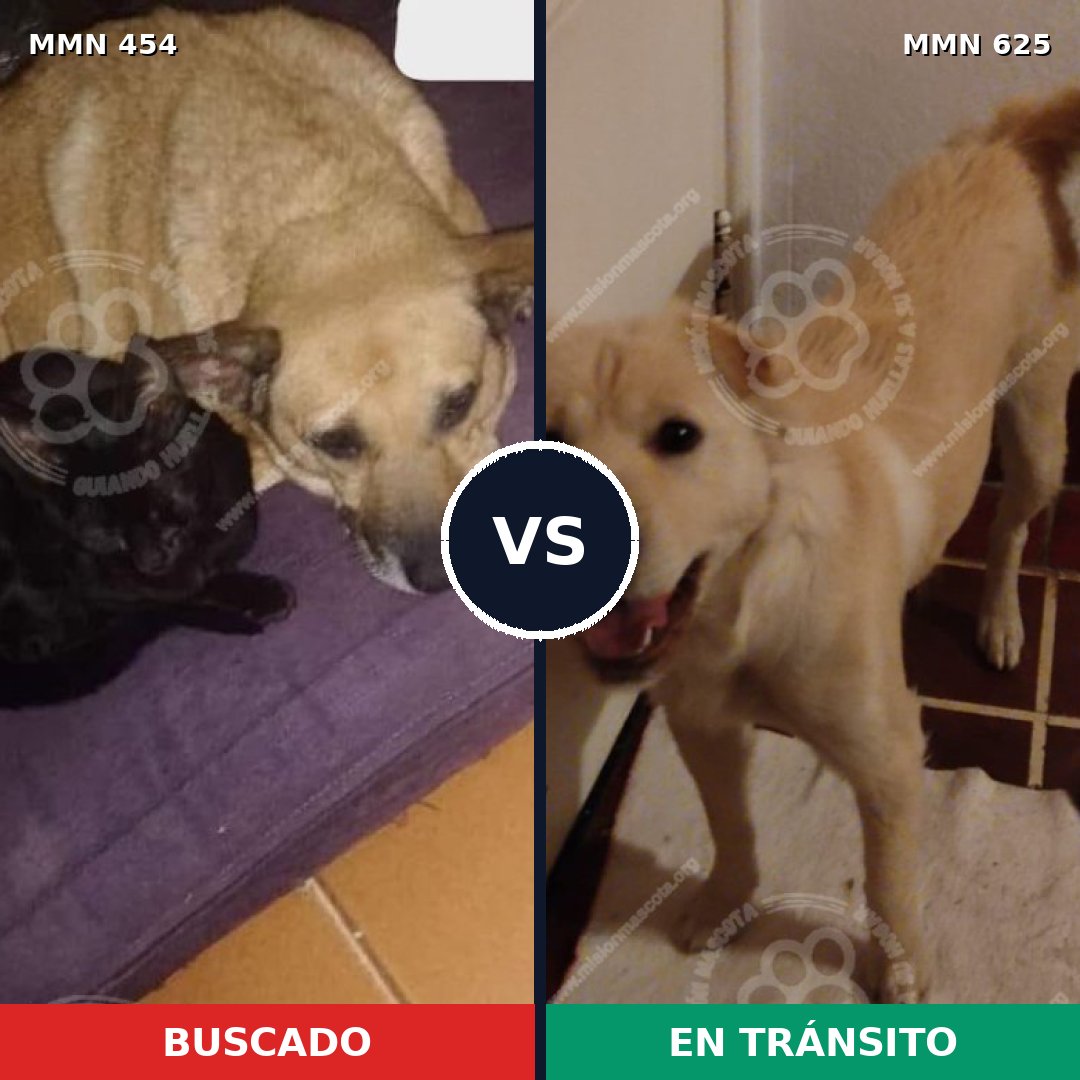 Comparativa MMS 8097: mascota perdida y mascota encontrada, 89% de similitud