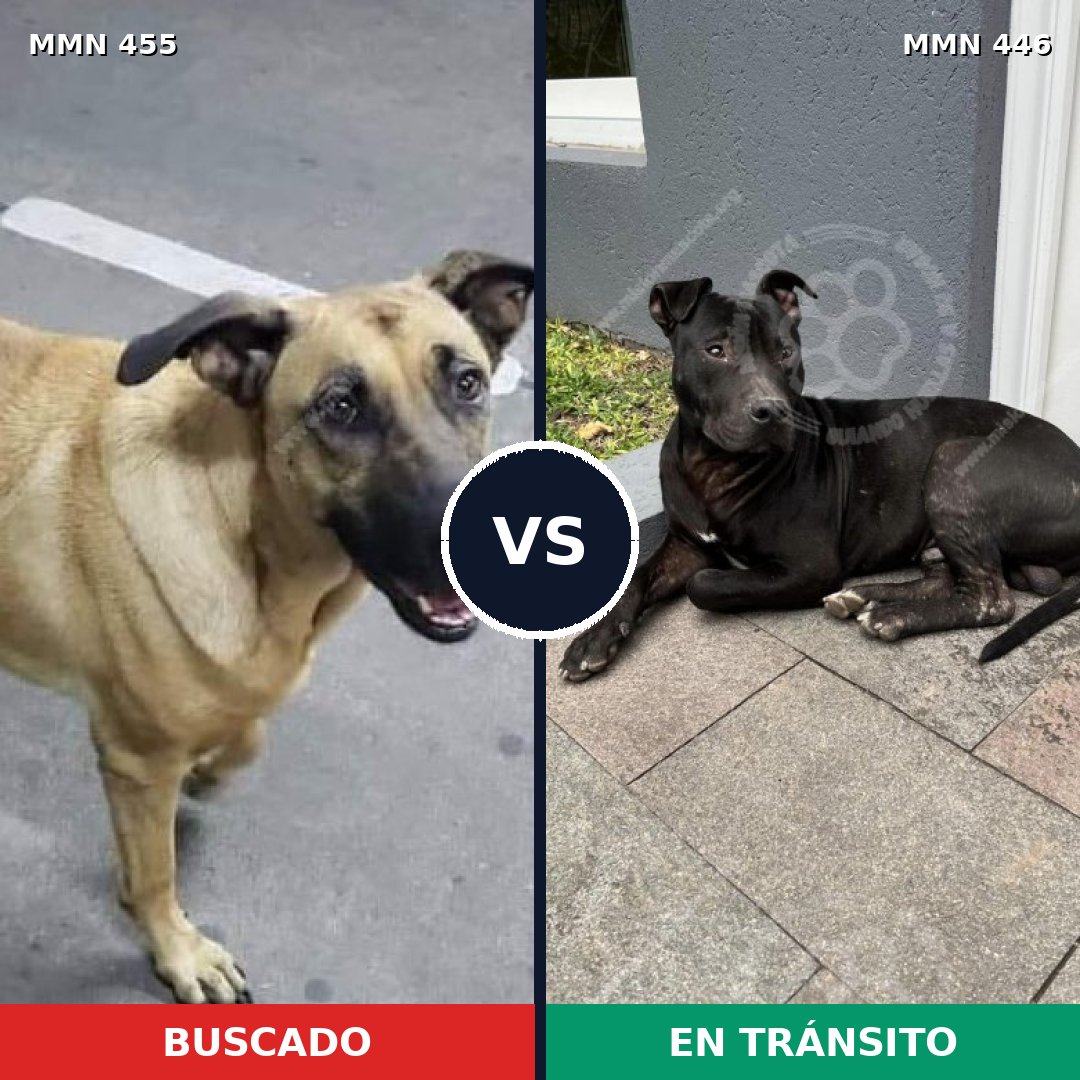 Comparativa MMS 8099: mascota perdida y mascota encontrada, 60% de similitud