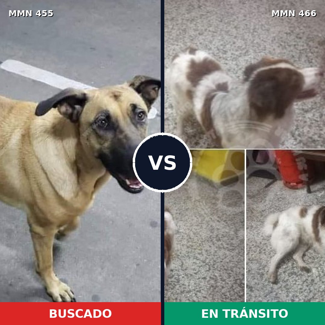 Comparativa MMS 8101: mascota perdida y mascota encontrada, 60% de similitud