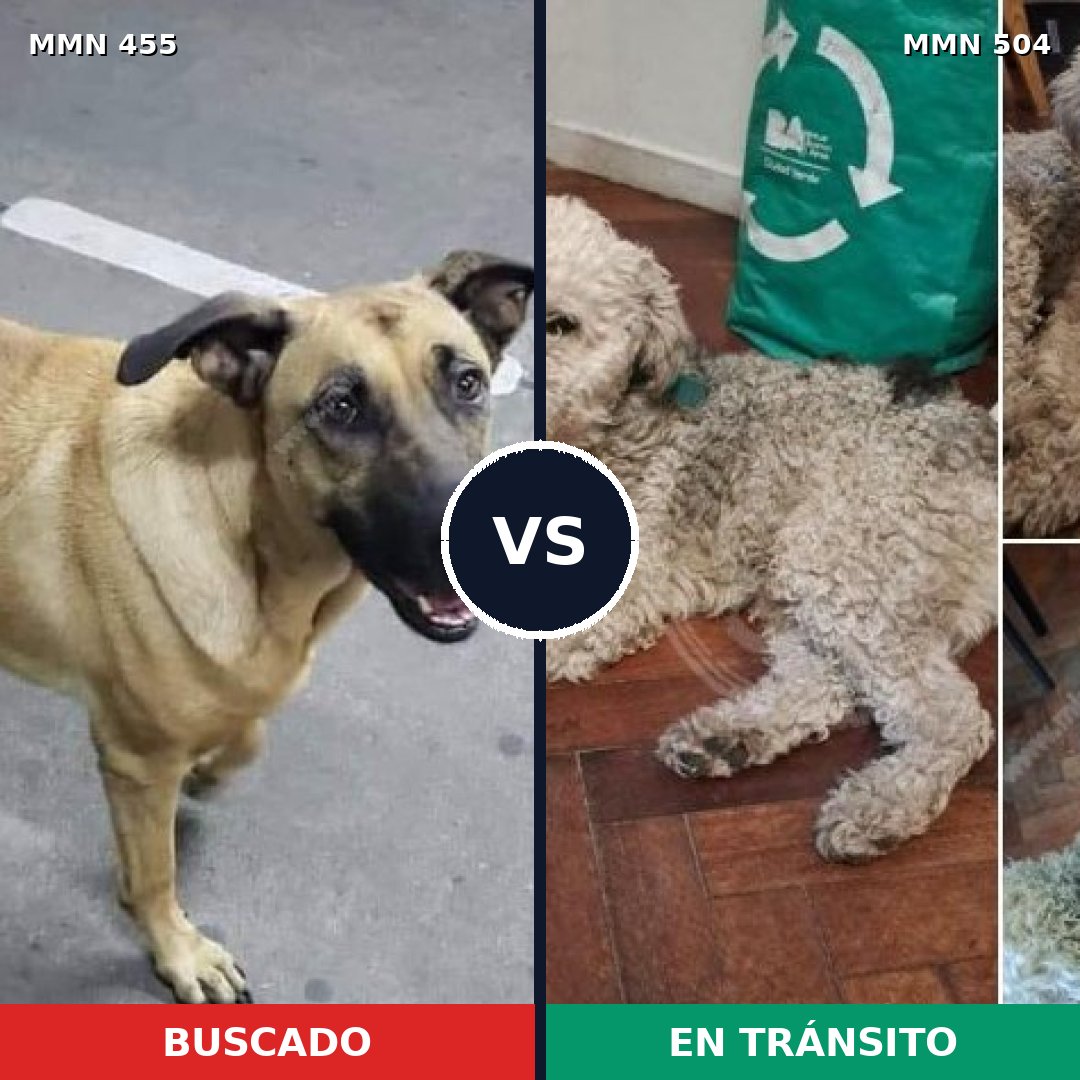 Comparativa MMS 8103: mascota perdida y mascota encontrada, 39% de similitud