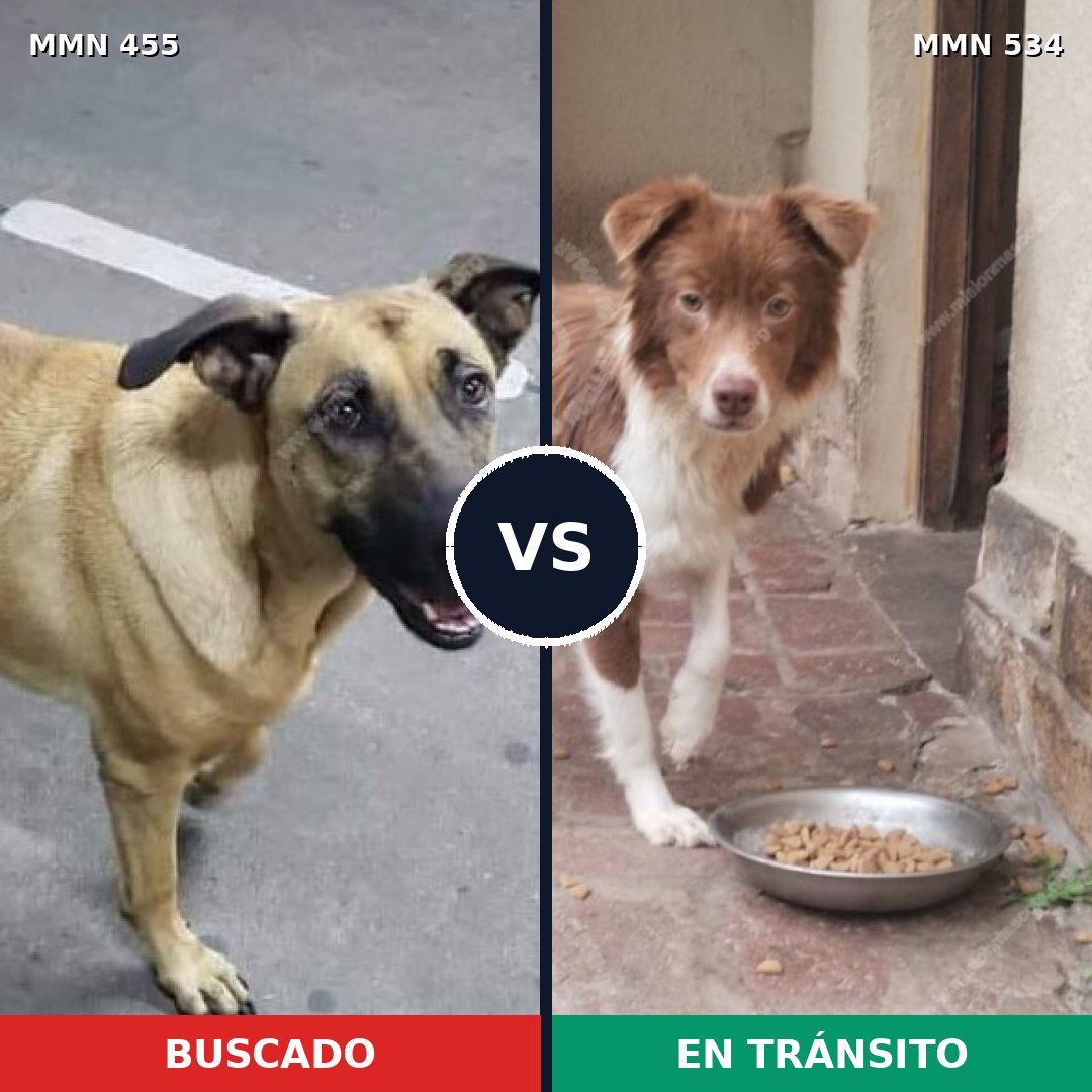 Comparativa MMS 8105: mascota perdida y mascota encontrada, 54% de similitud