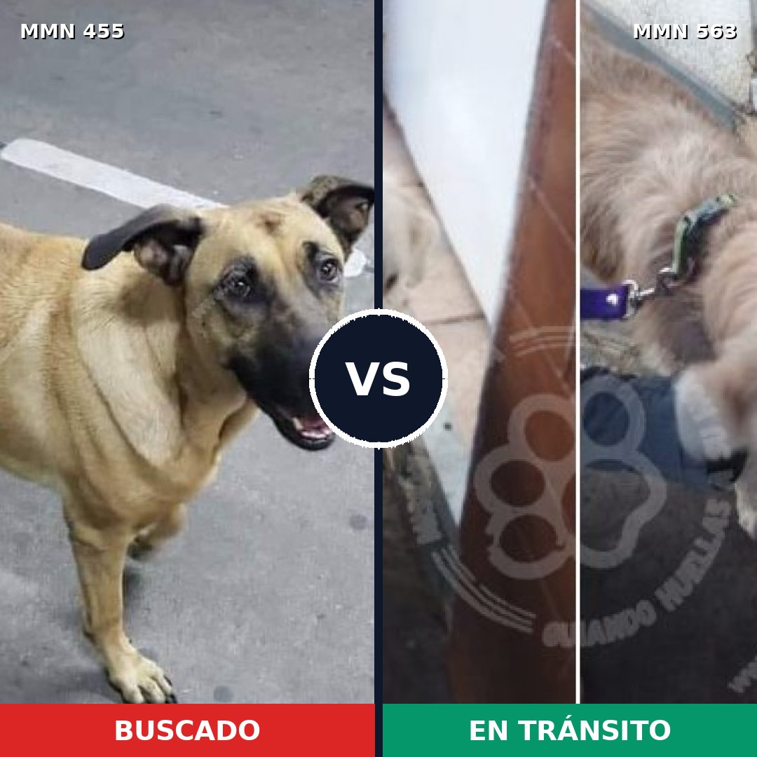 Comparativa MMS 8108: mascota perdida y mascota encontrada, 70% de similitud