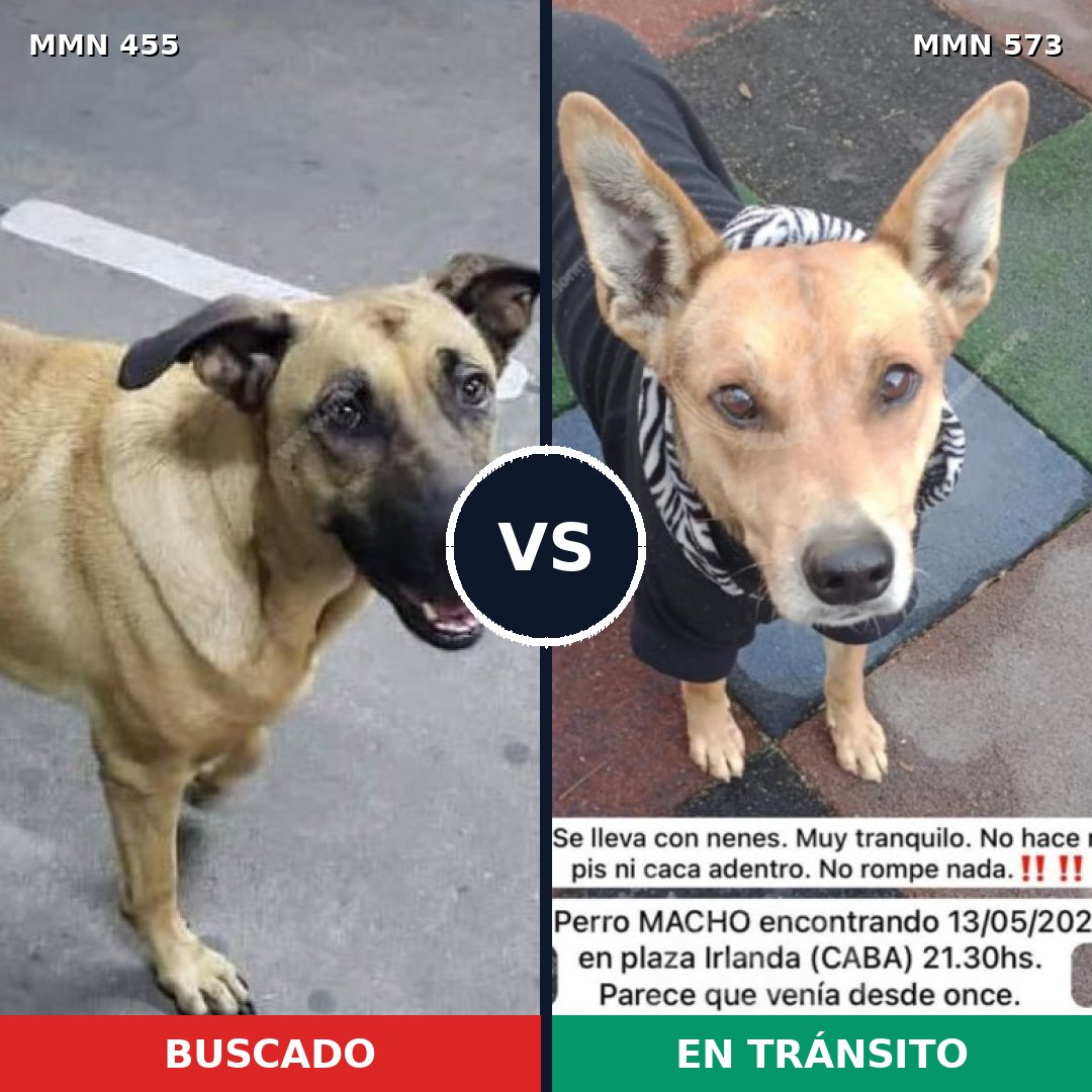 Comparativa MMS 8109: mascota perdida y mascota encontrada, 84% de similitud