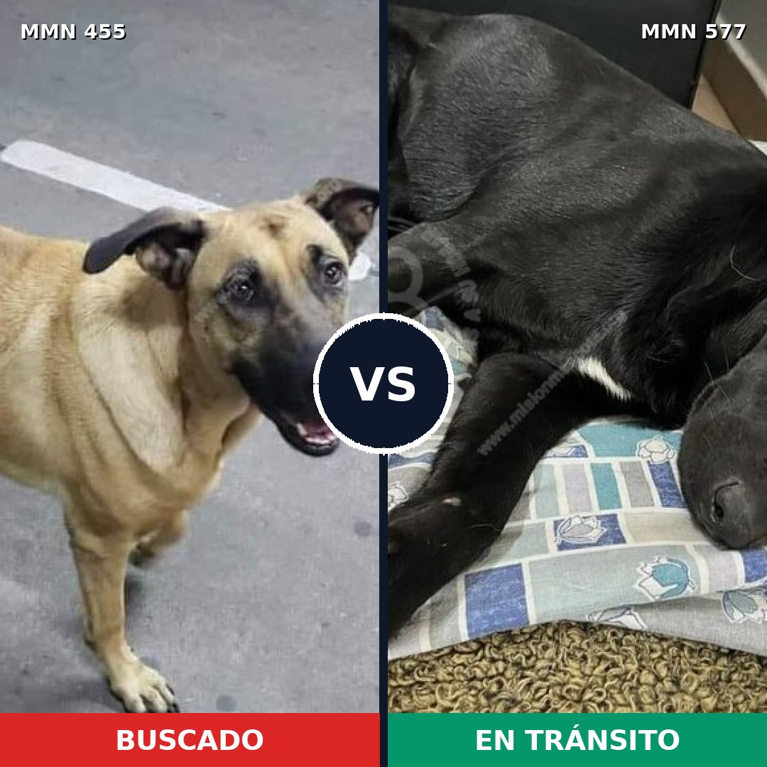 Comparativa MMS 8110: mascota perdida y mascota encontrada, 55% de similitud