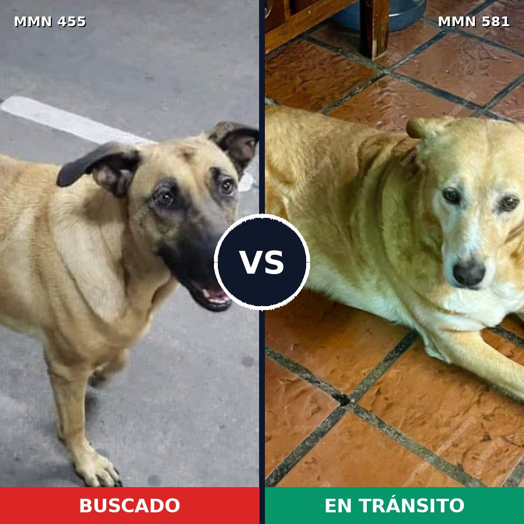 Comparativa MMS 8111: mascota perdida y mascota encontrada, 21% de similitud
