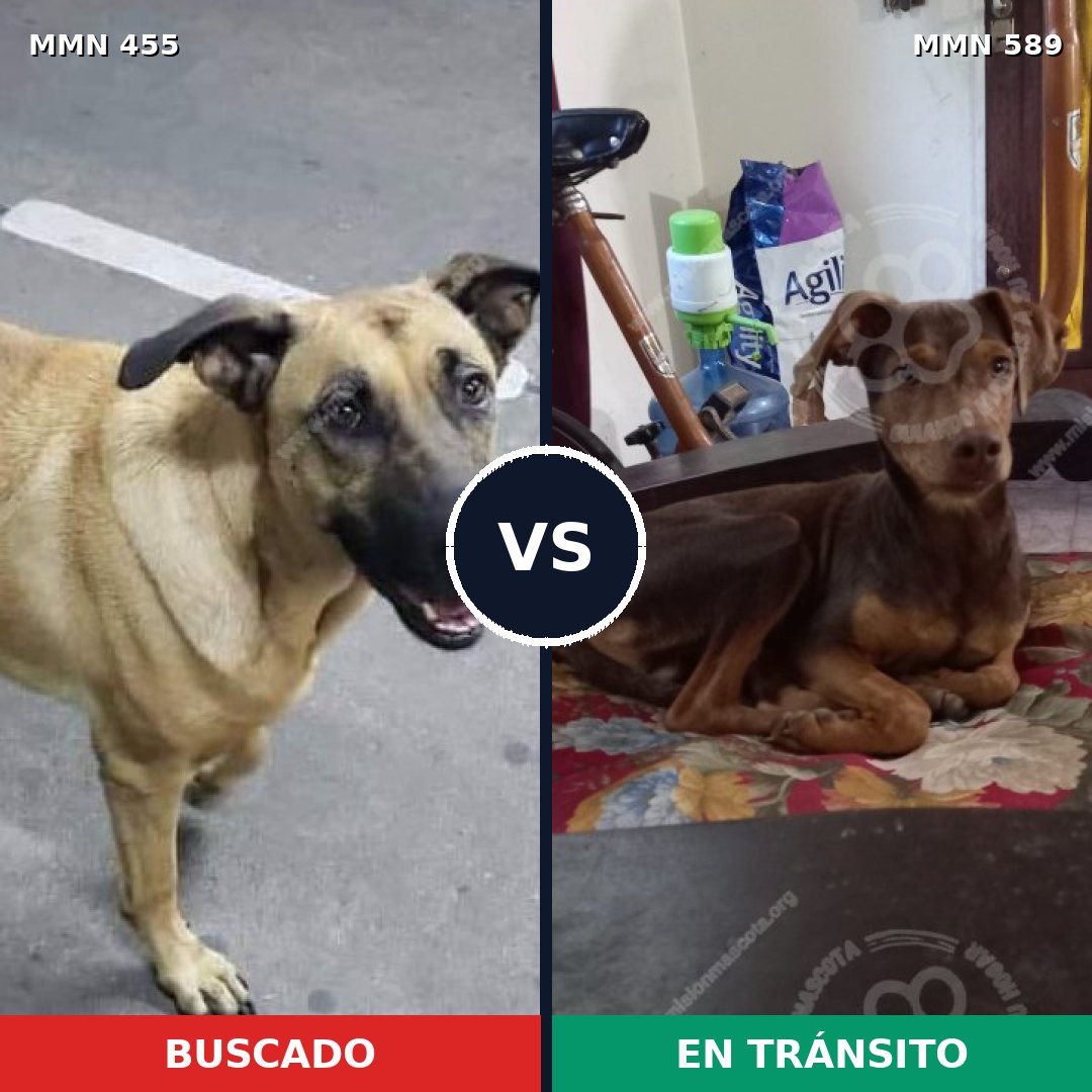 Comparativa MMS 8112: mascota perdida y mascota encontrada, 16% de similitud