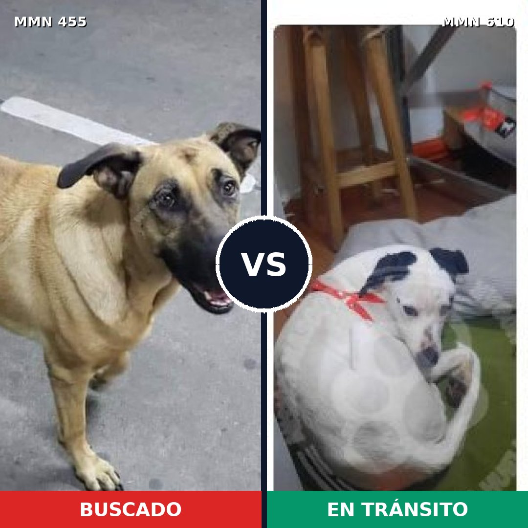 Comparativa MMS 8113: mascota perdida y mascota encontrada, 59% de similitud