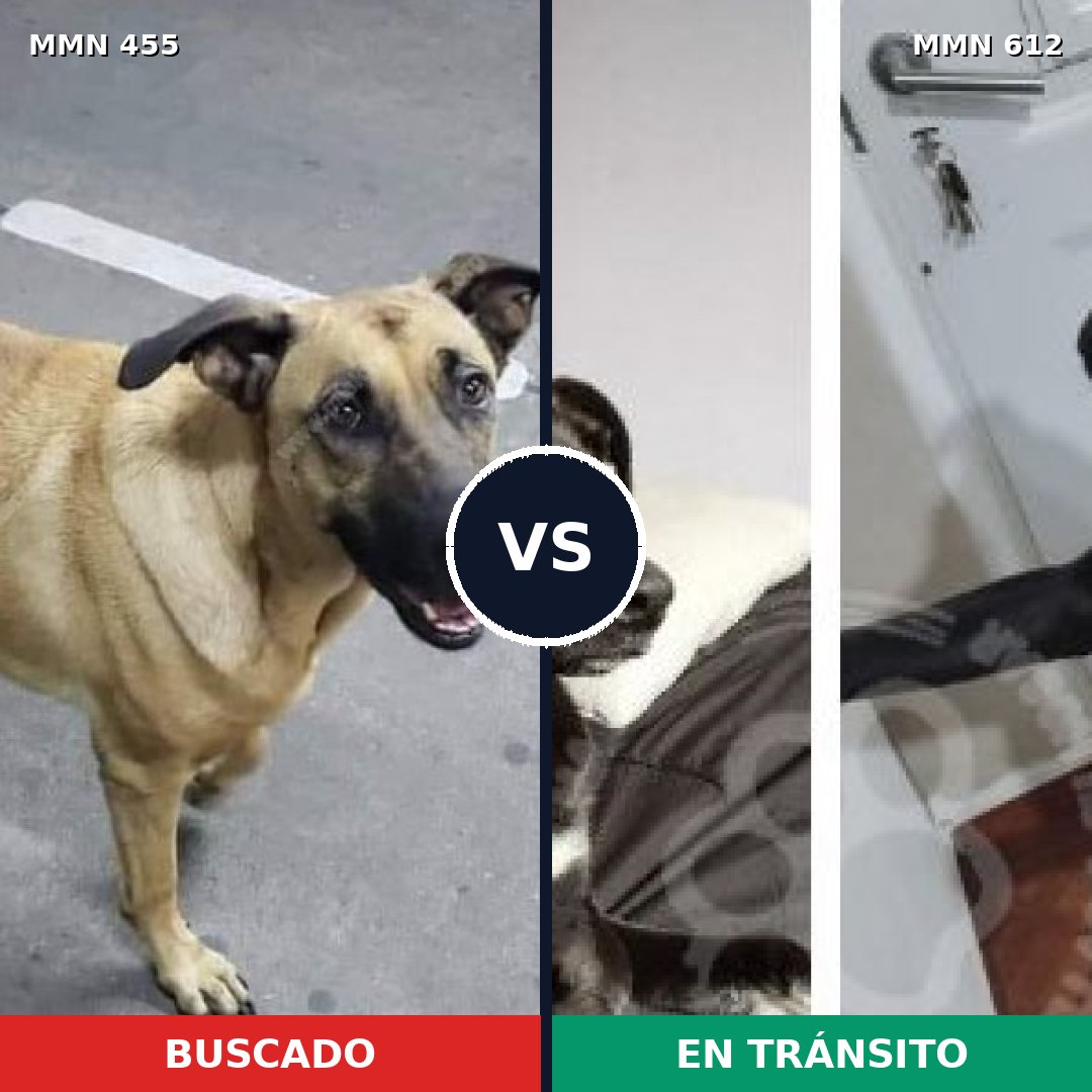 Comparativa MMS 8114: mascota perdida y mascota encontrada, 55% de similitud