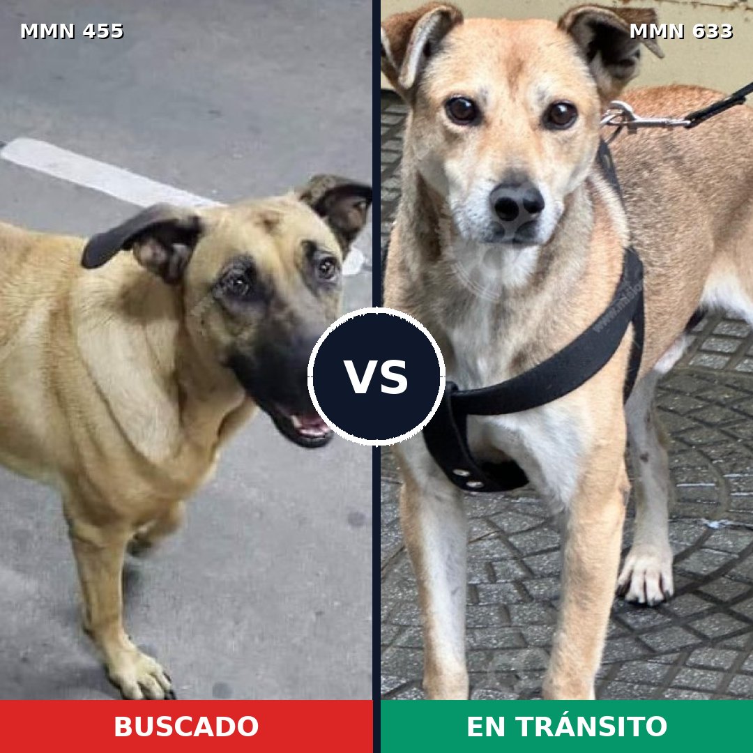 Comparativa MMS 8115: mascota perdida y mascota encontrada, 67% de similitud